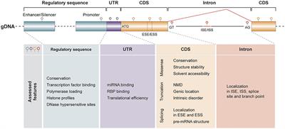 Computational Methods for the Pharmacogenetic Interpretation of Next Generation Sequencing Data